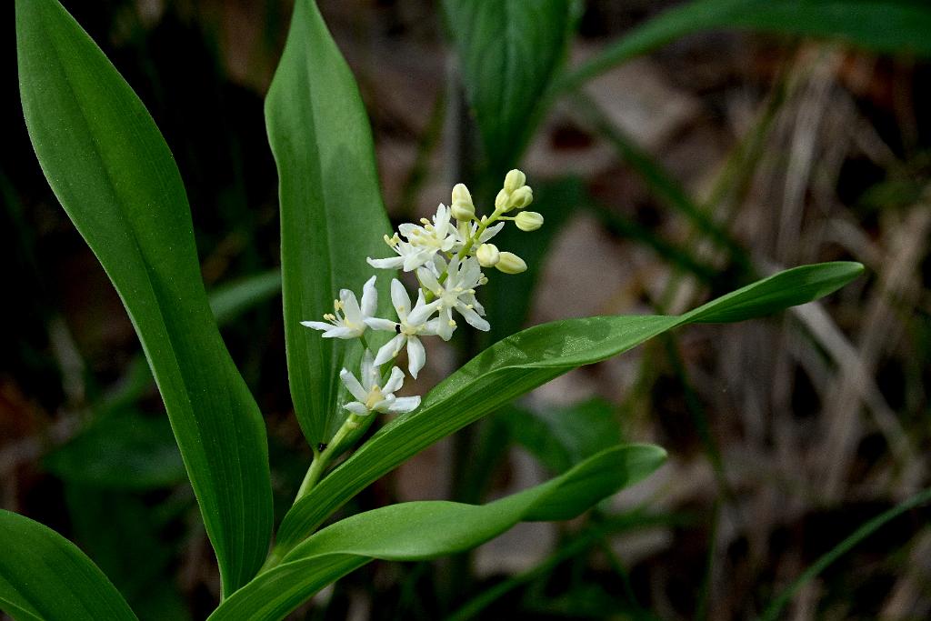 2025-05087754 Parker River NWR, MA.JPG - Starry False Solomon's-Seal. Parker River National Wildlife Refuge, MA, 5-8-2025